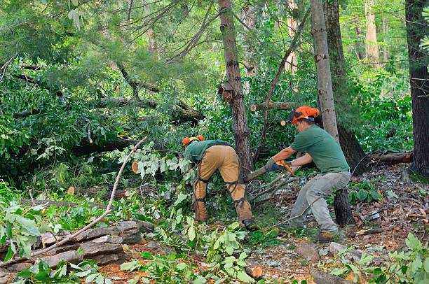 Best Local Tree Services  in Fort Clark Springs, TX